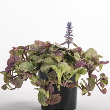 Ajuga Burgundy Glow